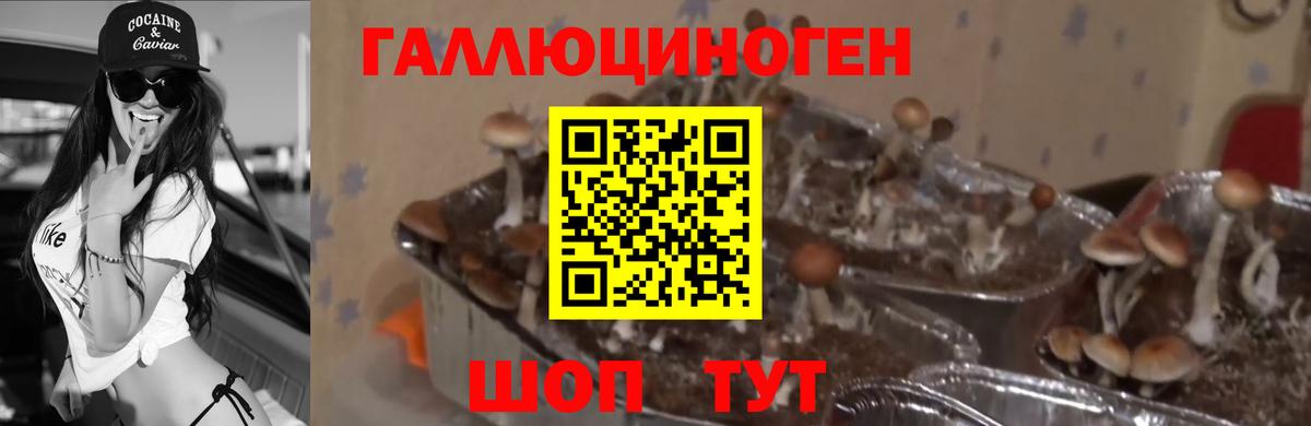 Галлюциногенные грибы MAGIC MUSHROOMS Грозный